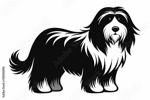 Bearded Collie vector silhouette  white background