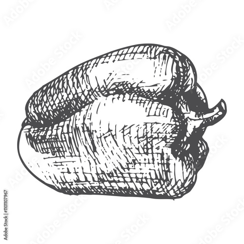 Pen and Ink hand drawn pepper on white background