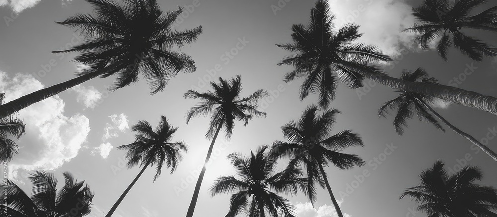 Fototapeta premium Coconut trees silhouetted against a bright sky creating a stunning tropical atmosphere ideal for vacation and nature themes