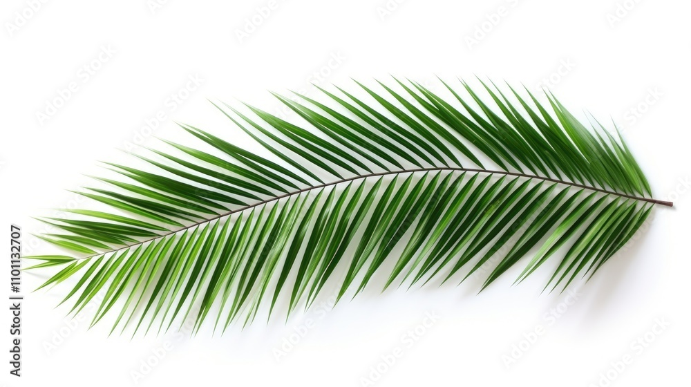 Obraz premium Isolated green coconut palm leaf on a bright white background showcasing natural tropical beauty and elegance for design projects