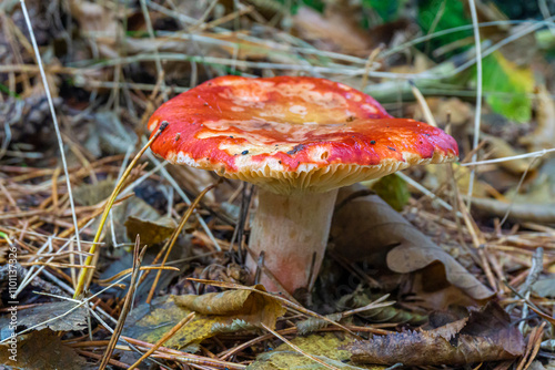 Edible mushroom russula with a red cap among grass and dry leaves in an autumn forest. Close-up view photo