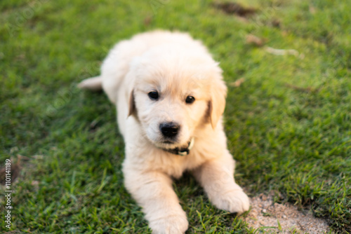 Golden Retriever Puppy male