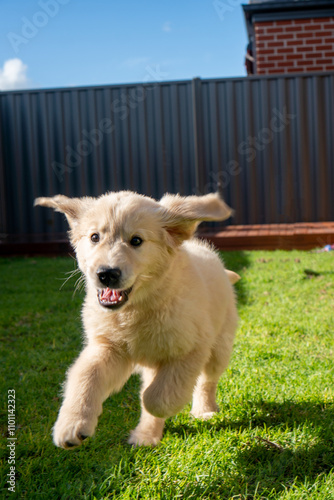 Golden Retriever Puppy male