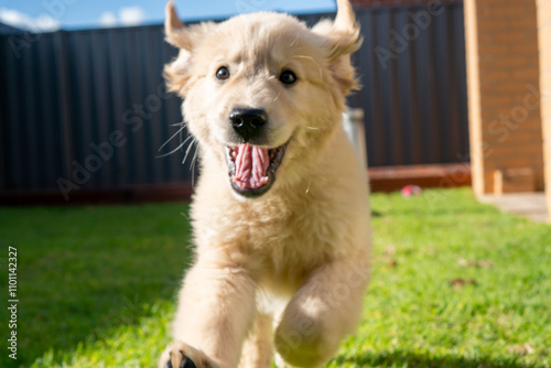 Golden Retriever Puppy male