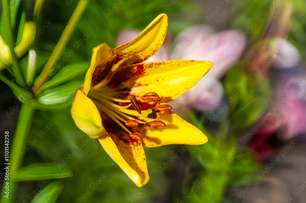 yellow lily flower