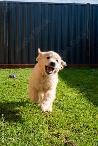 Golden Retriever Puppy male