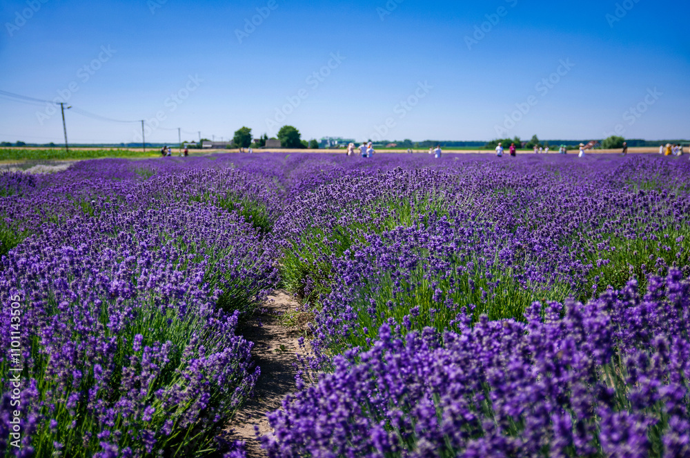 Fototapeta premium field of lavender