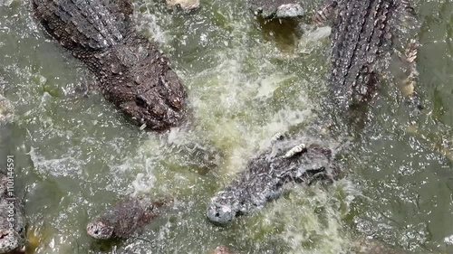 Crocodiles in the water are fighting for flesh.