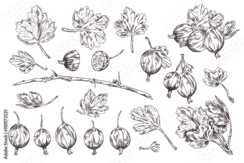 Vector collection with berries, leaves and a sprig of gooseberry in the sketch style