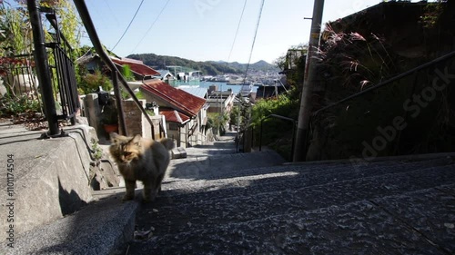 尾道市の風景, 尾道市の風景, 街と海, 観光スポット, 歩く猫