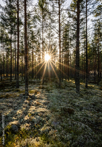 Sunshine pine forest in late november.Wild woods nature. photo