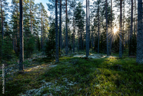 Sunshine pine forest in late november.Wild woods nature. photo