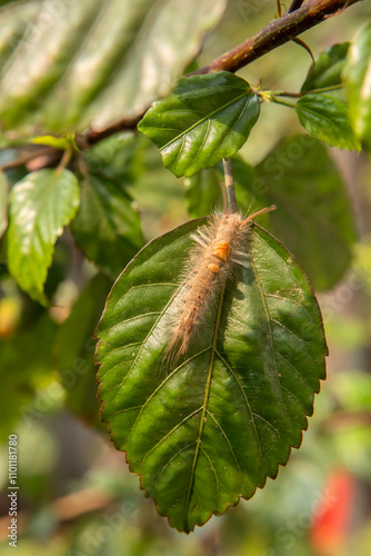 Photography Creepy hairy caterpillar crawling on a hibiscus plant