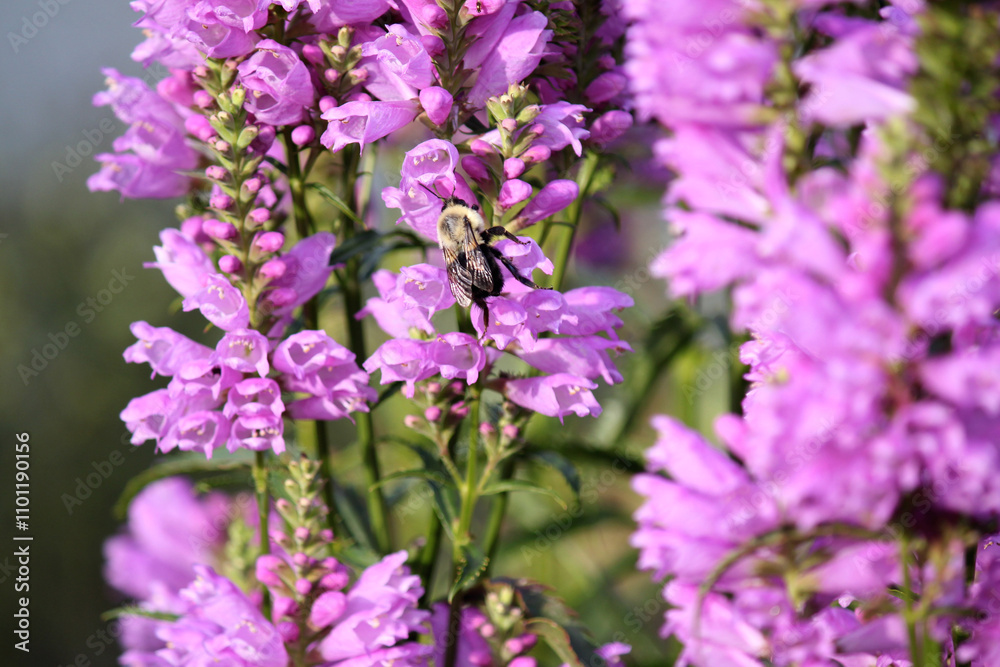Obraz premium Bee on purple wildflowers in vibrant in Upstate New York