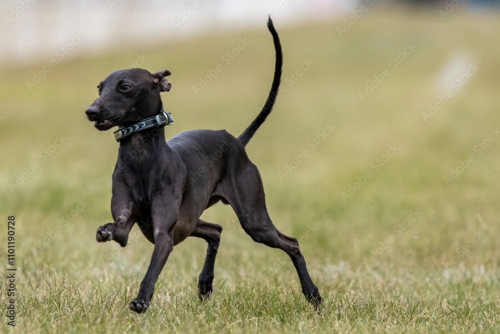 Black Italian Greyhound Running Lure Course Sprint Dog Sport Black Italian Greyhound Running Lure Course Sprint Dog Sport