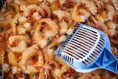 Canvas Print A large quantity of fresh shrimp is being cleaned.