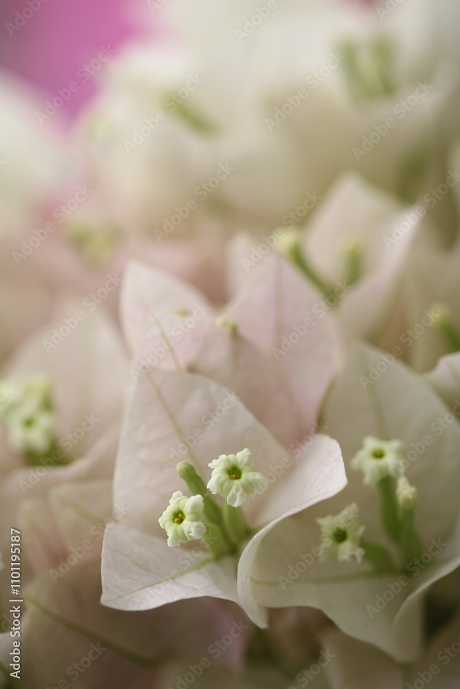 Obraz premium Flower feature, Bougainvillea, spectabilis, with pink color