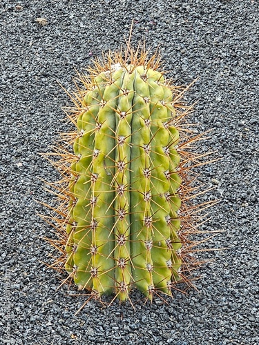 Un cactus Trichocereus terscheckii, aux côtes bien marquées et couvert d’épines longues et dorées, se dresse verticalement sur un sol volcanique granuleux. photo