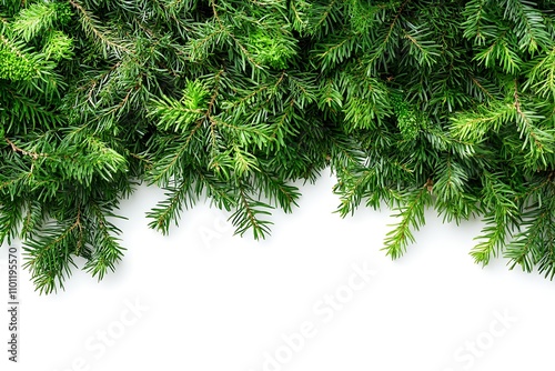 Pine tree branches on a white surface. Christmas decoration background with place for text. Xmas border. AI-generated