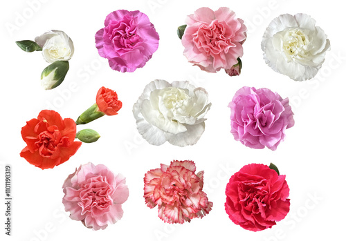 Mother's day flowers, carnation flowers, Carnation flowers, isolated on a white background. PNG without background
carnation flowers on a transparent background