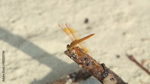 Vibrant Ditch Jewel dragonfly, brachythemis contaminata perched on the driftwood in the coastal beach in summer, close up shot. photo