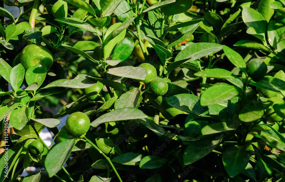 Fototapeta premium The Calamansi or Calamondin green fruits