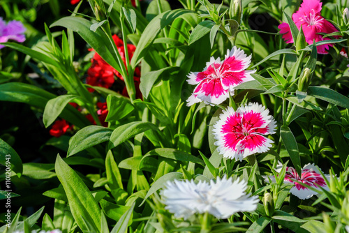 Dianthus sinaicus Boiss. grow at greenhouse