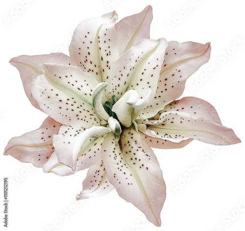 White  Lily flower on a white isolated background with clipping path. Closeup. For design. View from above. Nature. photo