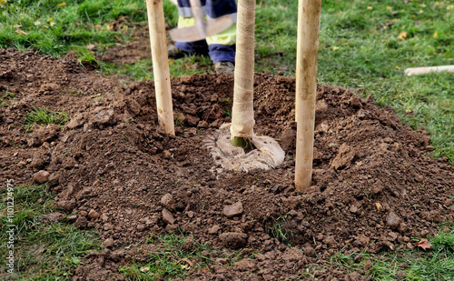 Planting trees in an alley along a ditch by the road. Trees in a row are planted in pits. They are secured with wooden stakes and the gardener uses a shovel to spread soil around the bale.