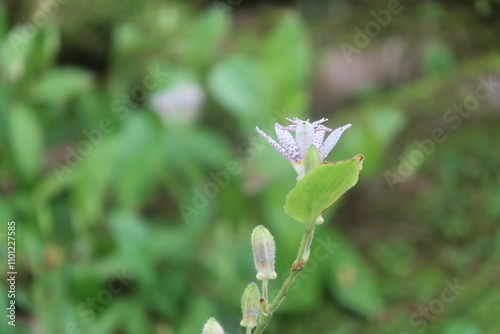 常寂光寺のホトトギス