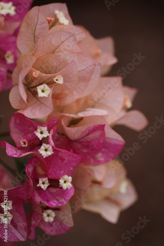 Flower feature, Bougainvillea, spectabilis, rose
