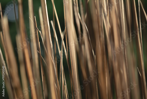 dry grass wall texture, brown dry straw. Select focus