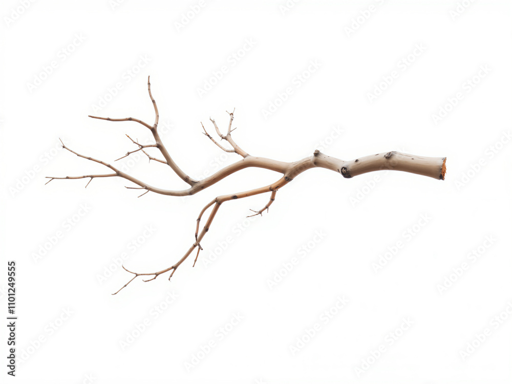 Fototapeta premium Bare branch extending on white background symbolizing nature's resilience
