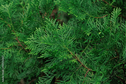 Dense, lush foliage of a Chinese arbor vitae, an evergreen coniferous shrub with vibrant green needle-like leaves. Its intricate branch structure creates a captivating visual texture. photo