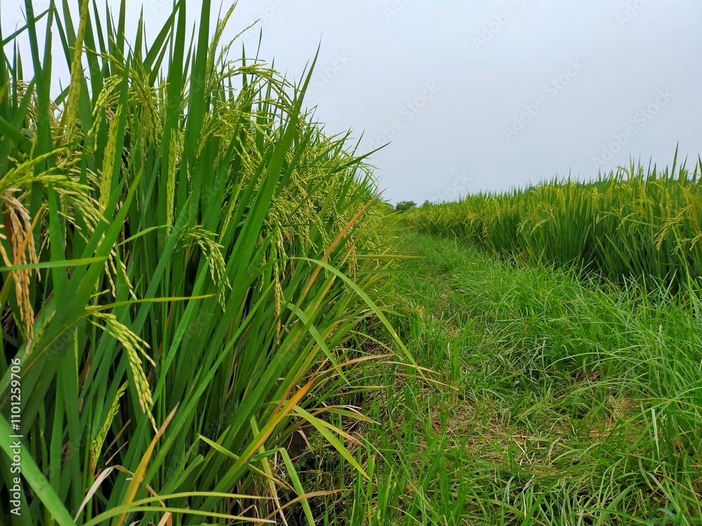 Fototapeta premium rice field