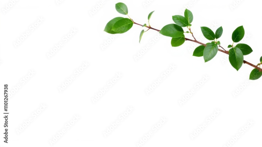 Obraz premium Green living plant branch with vibrant leaves isolated on a white background, with ample blank space in the middle for text or design, living, branch