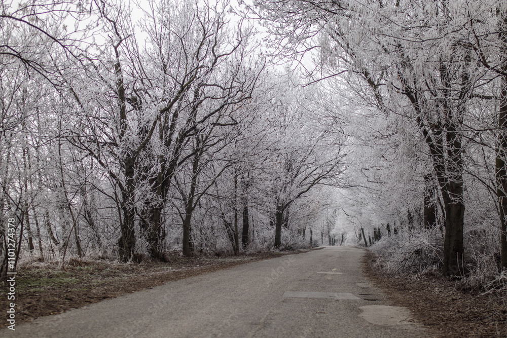 Frozen frosty ice coating winter mood Frozen frosty ice coating winter mood