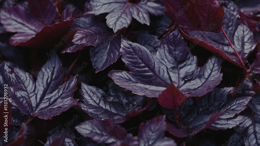 Close up view of purple leaves texture Close up view of purple leaves texture