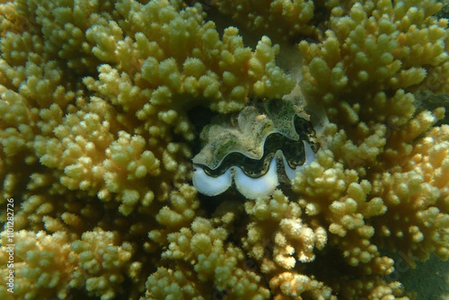blue sea shell photo