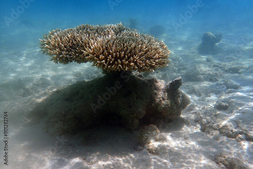 Wallpaper Mural natural coral in the Red Sea Egypt Torontodigital.ca