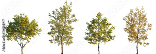 Populus × canadensis and Platanus x acerifolia frontal set trees isolated png in sunset on a transparent background premium cutout (London Planetree, Canadian poplar) photo