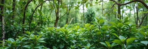 White circle surrounded by lush green leaves and branches, creating depth and nature vibes, foliage, garden