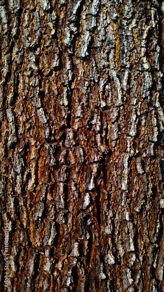 Fototapeta premium Acacia bark texture close up