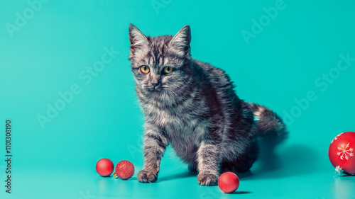 disgruntled cat with christmas balls on a turquoise background