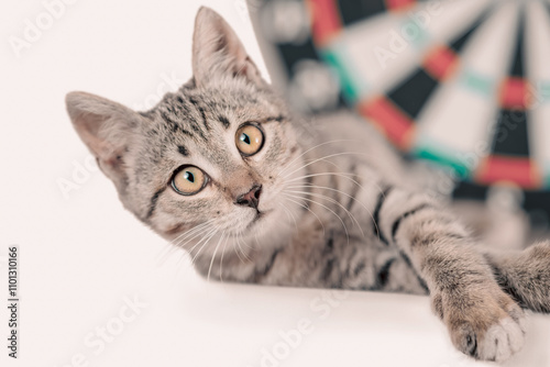 cross-eyed tabby kitten next to darts