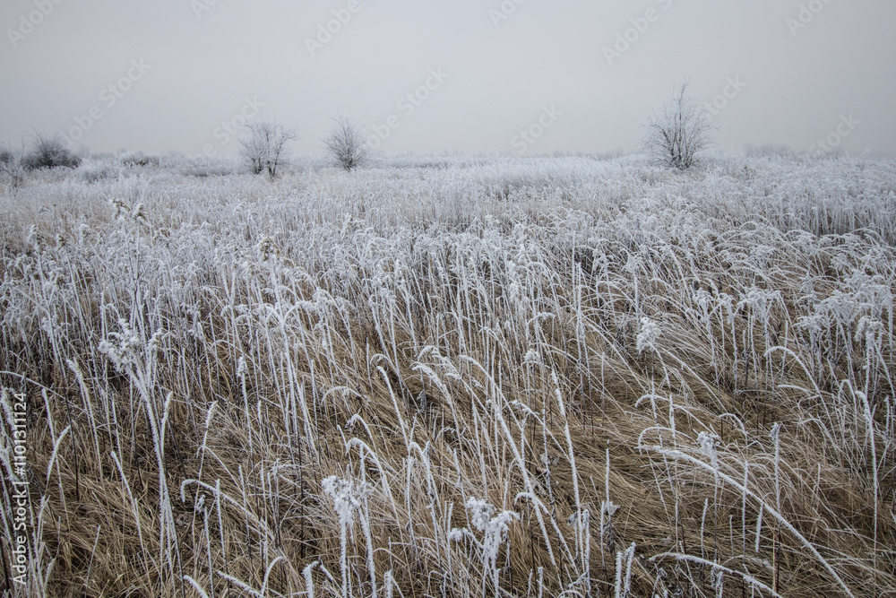 Fototapeta premium Frozen frosty ice coating winter mood