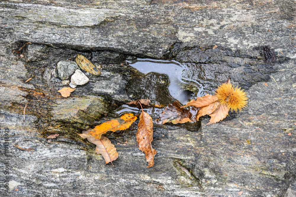 a small water paddle on a stone with dry leaves and a chestnut spiky husk