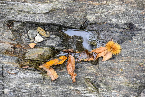 Obraz na płótnie a small water paddle on a stone with dry leaves and a chestnut spiky husk w salonie