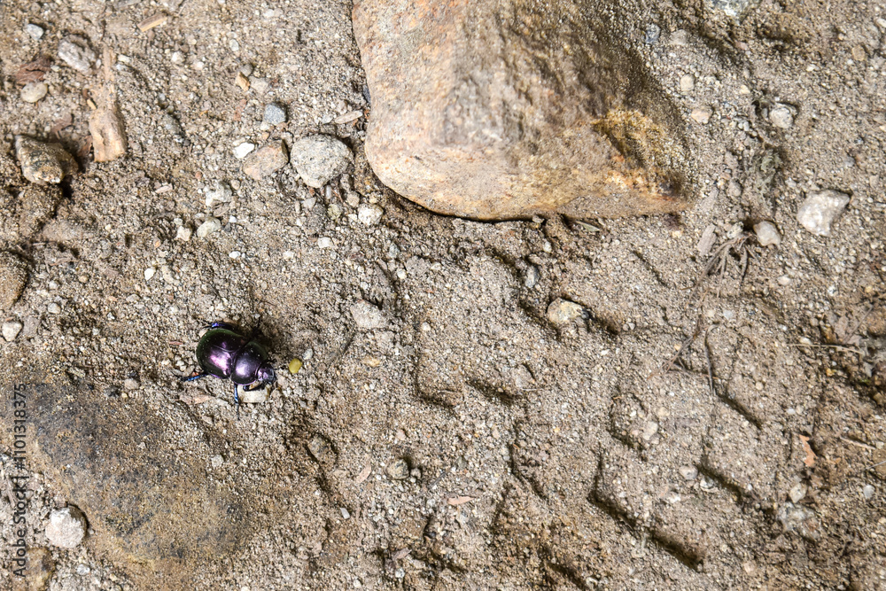 shiny purple beetle on the ground