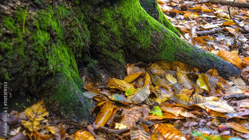 autumn leaves on the ground next to a mossy roots of an old tree
